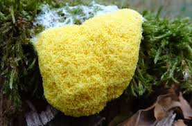 Attēlu rezultāti vaicājumam “Fuligo luteonitens macro”