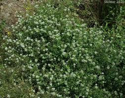 Image result for Rorippa nasturtium-aquaticum