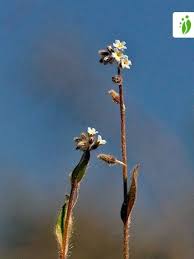Attēlu rezultāti vaicājumam “Myosotis ramosissima flower”