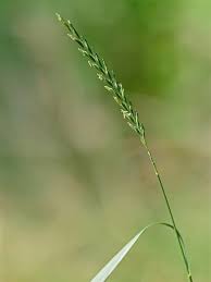 Attēlu rezultāti vaicājumam “Elytrigia repens”