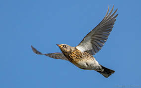 Attēlu rezultāti vaicājumam “Turdus pilaris”