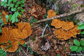 Attēlu rezultāti vaicājumam “Onnia tomentosa”