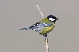 Attēlu rezultāti vaicājumam “Parus major”