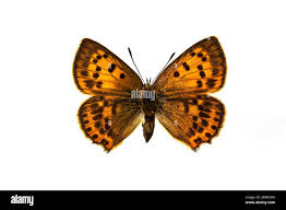 Attēlu rezultāti vaicājumam “Lycaena virgaureae female”