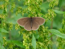Attēlu rezultāti vaicājumam “Aphantopus hyperantus upperside”
