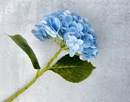 Attēlu rezultāti vaicājumam “Hydrangea”