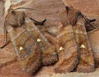 Attēlu rezultāti vaicājumam “Eupsilia transversa”