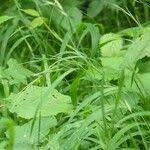 Attēlu rezultāti vaicājumam “Brachypodium sylvaticum fruit”