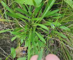 Attēlu rezultāti vaicājumam “Silene chlorantha”