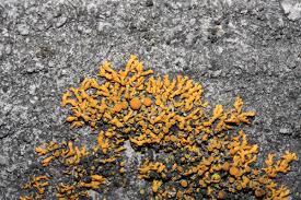 Attēlu rezultāti vaicājumam “Xanthoria candelaria”