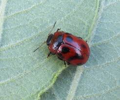 Attēlu rezultāti vaicājumam “Gonioctena viminalis”