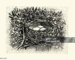 Attēlu rezultāti vaicājumam “Muscicapa striata nest”