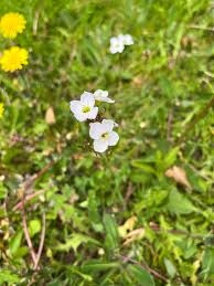 Attēlu rezultāti vaicājumam “Cardamine pratensis leaf”
