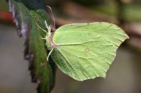 Attēlu rezultāti vaicājumam “Gonepteryx rhamni”