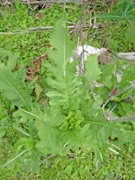 Image result for Dipsacus laciniatus