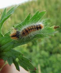 Attēlu rezultāti vaicājumam “Acronicta auricoma larva”