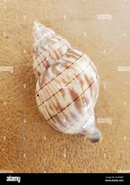 Image result for Cinctura hunteria