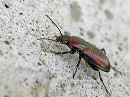 Attēlu rezultāti vaicājumam “Poecilus lepidus”