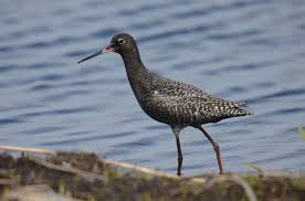 Image result for Tringa erythropus