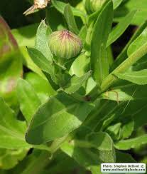 Attēlu rezultāti vaicājumam “Calendula officinalis leaf”