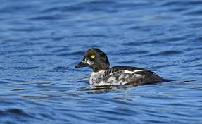 Attēlu rezultāti vaicājumam “Bucephala clangula juvenile”