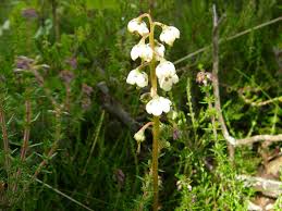 Attēlu rezultāti vaicājumam “Pyrola media”