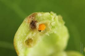 Attēlu rezultāti vaicājumam “Contarinia petioli”