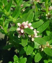 Attēlu rezultāti vaicājumam “Glaux maritima flower”
