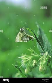 Attēlu rezultāti vaicājumam “Pieris napi male”