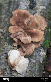 Attēlu rezultāti vaicājumam “Lentinellus ursinus”