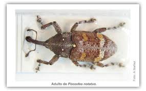 Attēlu rezultāti vaicājumam “Pissodes castaneus”