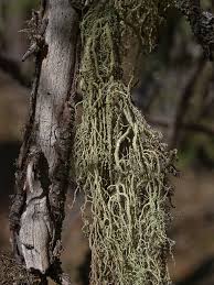 Attēlu rezultāti vaicājumam “Usnea filipendula”