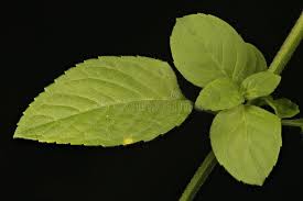Attēlu rezultāti vaicājumam “Mentha aquatica leaf”