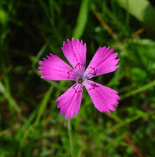 Attēlu rezultāti vaicājumam “Dianthus deltoides flower”
