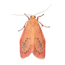 Attēlu rezultāti vaicājumam “Miltochrista miniata”