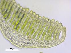 Attēlu rezultāti vaicājumam “Pogonatum dentatum”