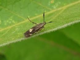 Attēlu rezultāti vaicājumam “Scythrididae”