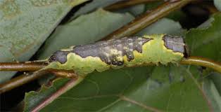 Attēlu rezultāti vaicājumam “Furcula bifida”