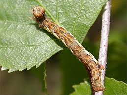 Attēlu rezultāti vaicājumam “Erannis defoliaria larva”