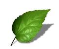 existential soft rock: Green leaf or mobile phone?