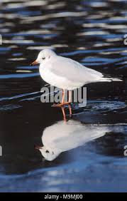 Attēlu rezultāti vaicājumam “Larus ridibundus adult”