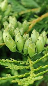 Attēlu rezultāti vaicājumam “Thuja occidentalis flower”