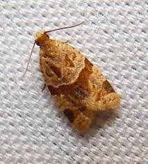 Attēlu rezultāti vaicājumam “Aphelia viburniana”