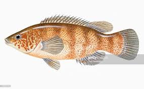 Image result for Tautogolabrus adspersus