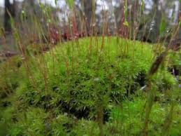 Attēlu rezultāti vaicājumam “Ceratodon purpureus sporophyte”