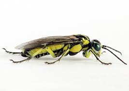 Attēlu rezultāti vaicājumam “Rhogogaster picta”