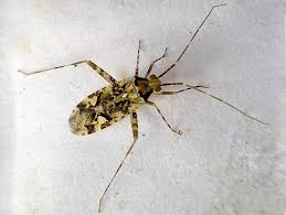 Attēlu rezultāti vaicājumam “Phytocoris tiliae imago”