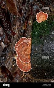 Attēlu rezultāti vaicājumam “Hymenochaete tabacina”