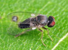 Attēlu rezultāti vaicājumam “Platypezidae”