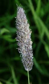 Attēlu rezultāti vaicājumam “Alopecurus pratensis flower”